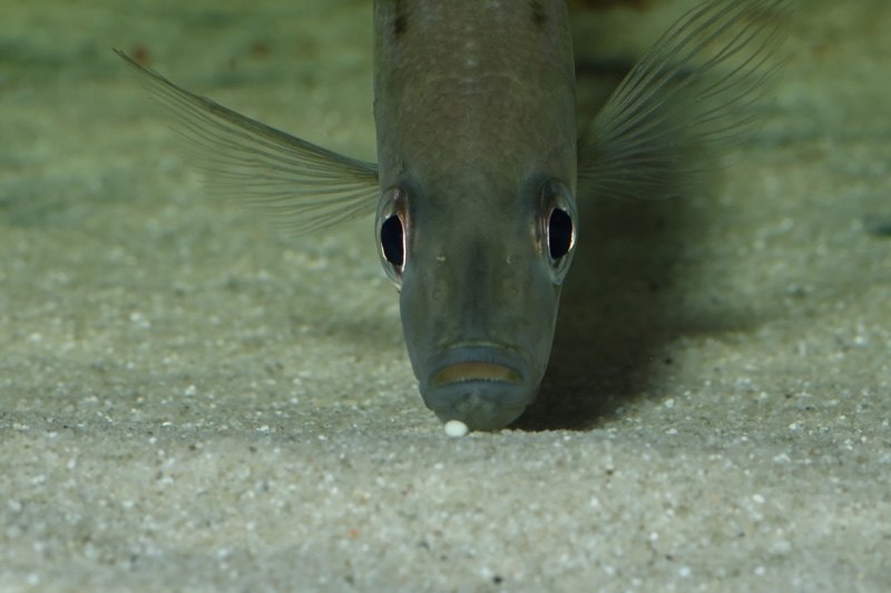 Benthochromis horii 'Cape Kabogo'